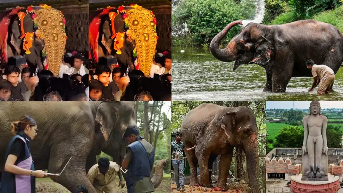 Madhuri Elephant