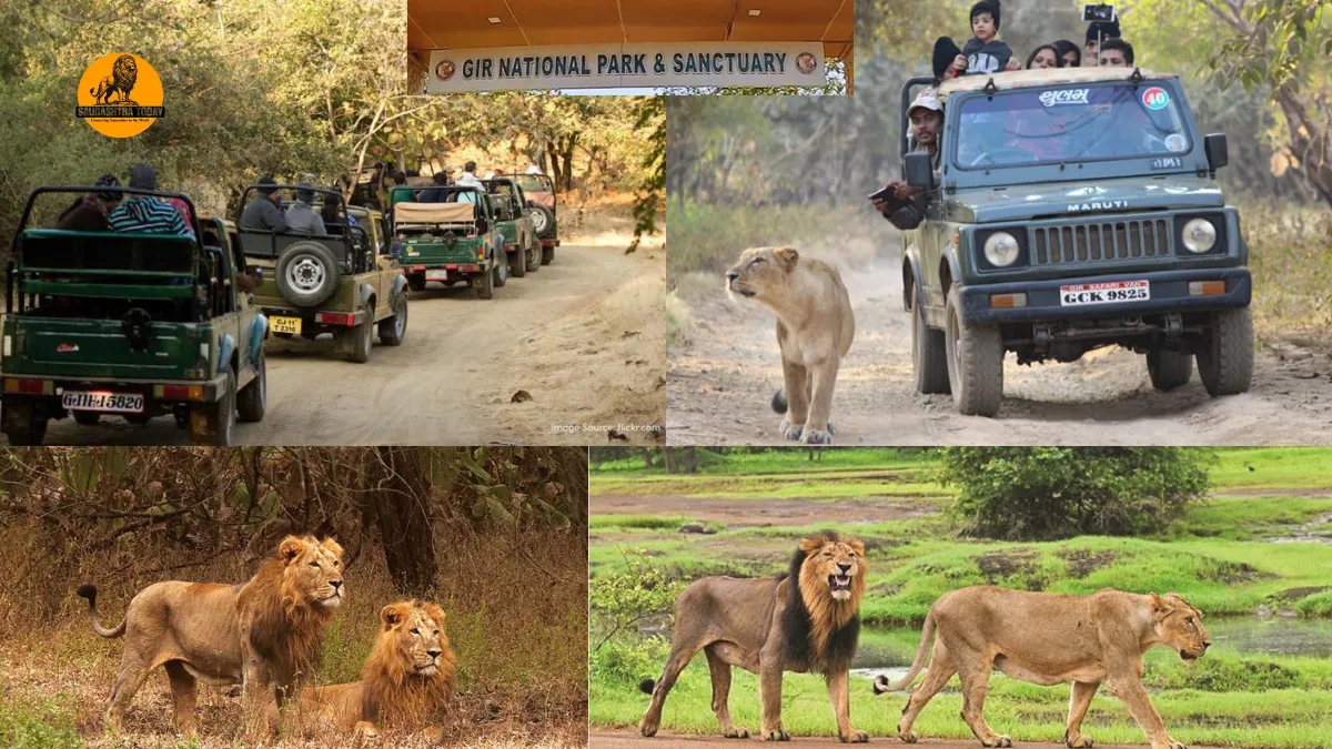 Sasan Gir Safari Starts