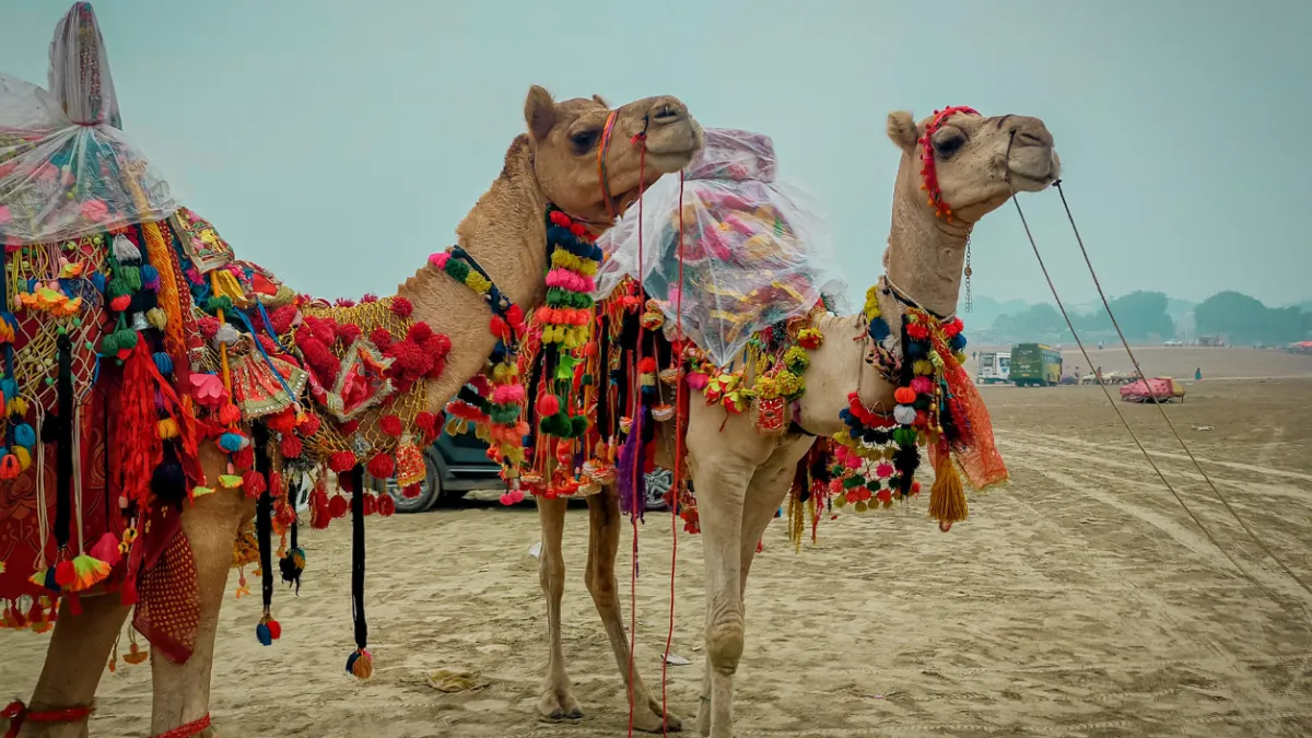 Pushkar Camel Fair 2025