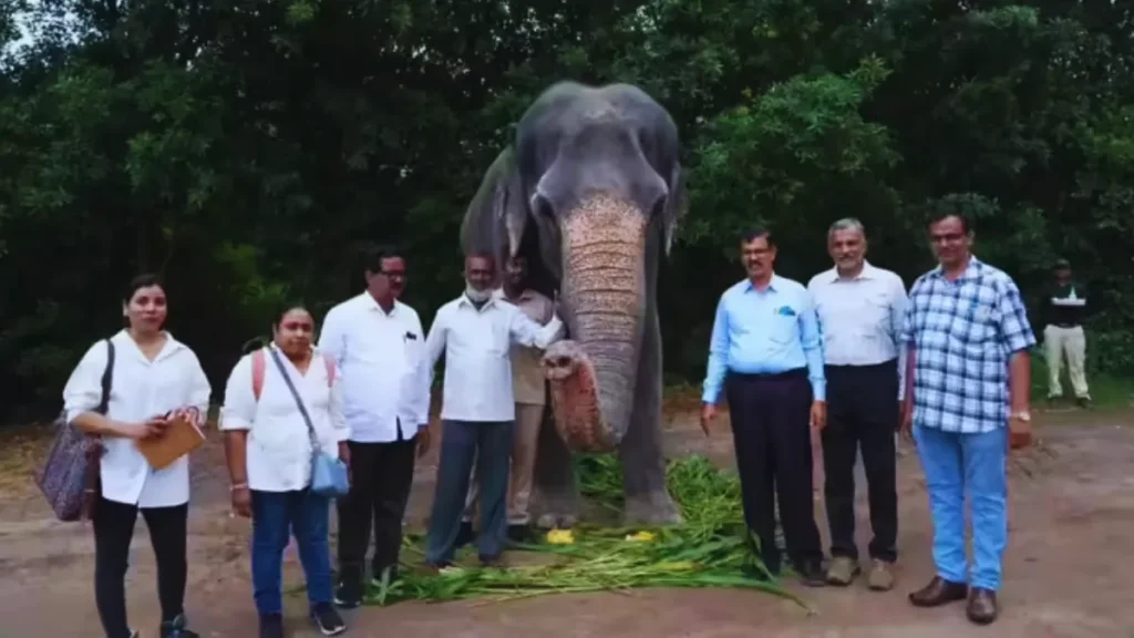 Madhuri Elephant