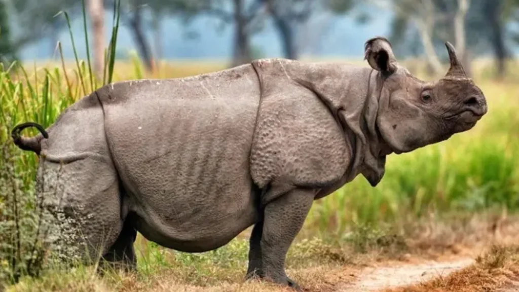 Javan Rhino-One of the World's Rarest Large Mammals