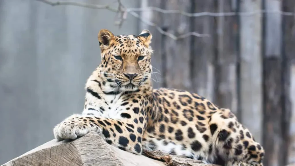 Amur Leopard-A Rare Big Cat Fighting for Survival