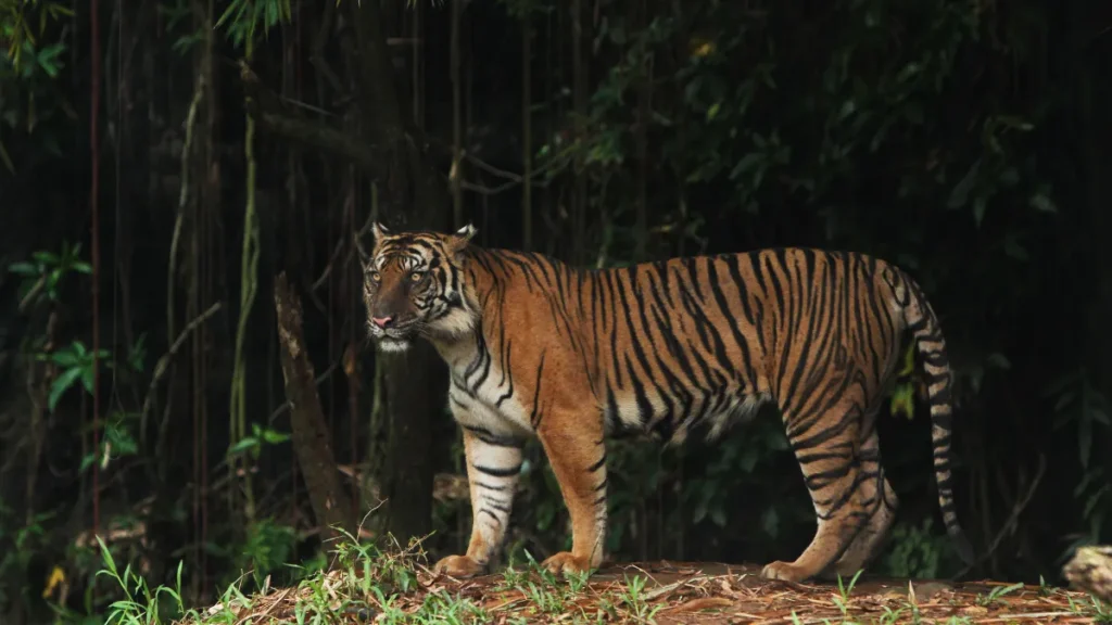 Sunda Tiger-The Last Native Tiger of the Sunda Islands