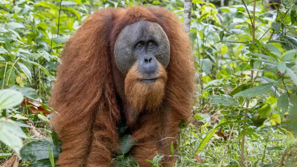 Tapanuli Orangutan-The World's Rarest Great Ape