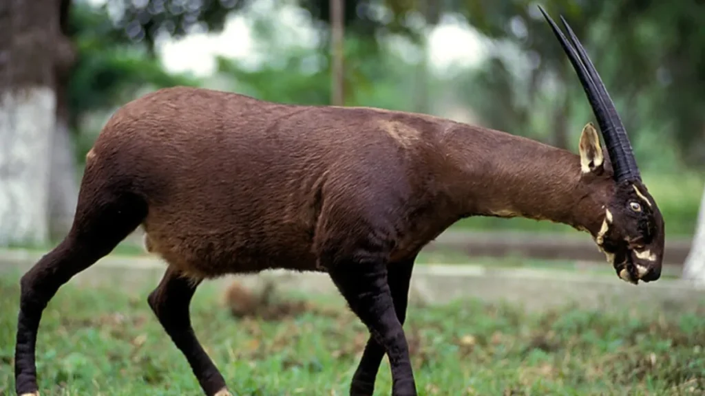 Saola-The Mysterious "Asian Unicorn"
