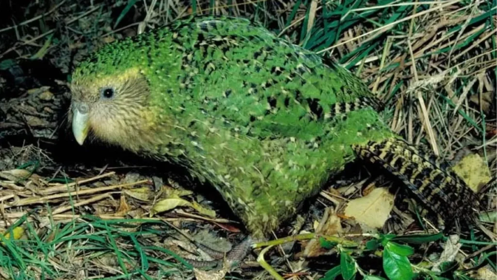 Kakapo-The Flightless Parrot Making a Slow Recovery